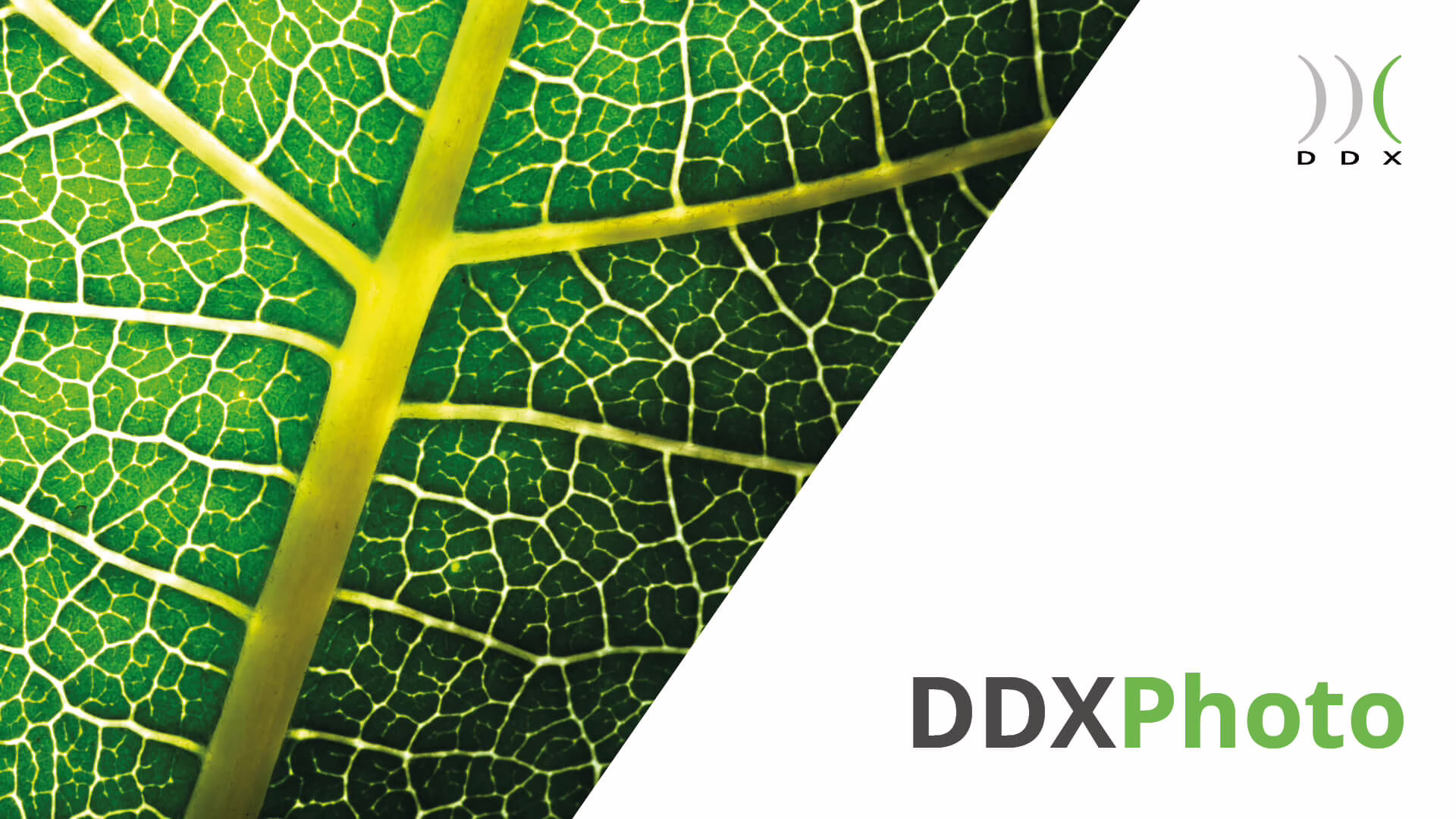 ddx-software-solutions-ddxphoto-schermata-iniziale
